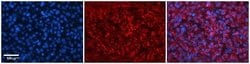 HERC4 Rabbit anti-Human, Polyclonal, Novus Biologicals:Antibodies:Primary